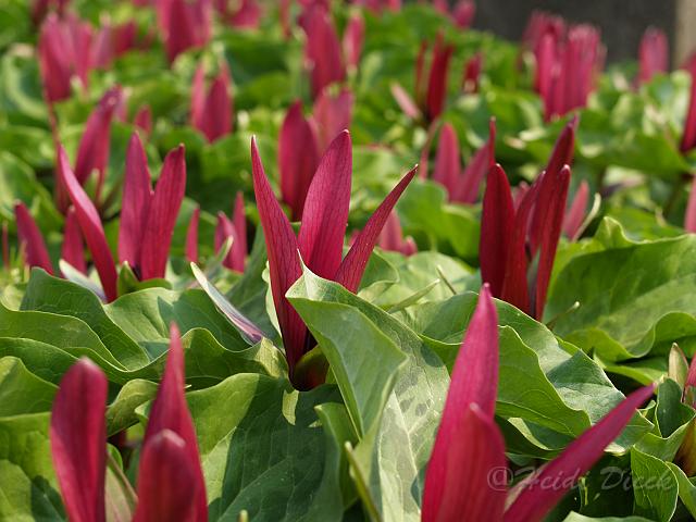 Trillium sessile Rubrum1.JPG